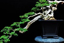 Ngắm bonsai dáng độc hút hồn người xem