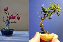 Ngắm bonsai để bàn lạ mắt hút hồn người mua