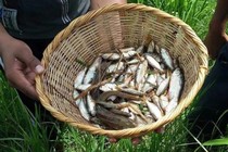 Lluvia de Peces - Trận mưa cá bí ẩn chưa lời đáp ở Honduras