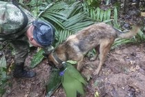 Colombia: 4 đứa trẻ sống sót thần kỳ sau 14 ngày lạc trong rừng