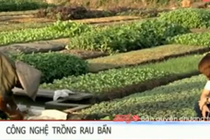 Rùng mình cảnh tưới rau muống bằng nhớt thải giữa Sài Gòn