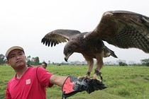 Lạ lẫm thú chơi “chúa tể bầu trời” ở Hà Nội