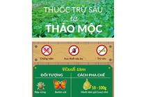 [Infographic] Cách làm thuốc trừ sâu bằng hành tăm, ớt, tỏi, gừng