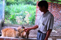 Thú vui nuôi hươu, nai thu trăm triệu mỗi năm 