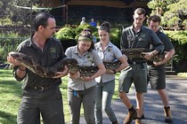 5 người vật vã đo, cân trăn khổng lồ 5m ở Australia