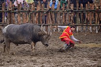 Những lần khán giả, công an chạy thục mạng né trâu chọi hung dữ