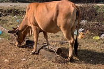 Đắk Lắk: Trộm bò liên tỉnh bằng xe tải 