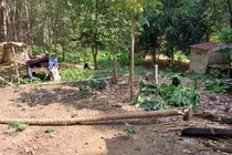 Bình Phước: Voi rừng xuất hiện ở rẫy của dân tại huyện Đồng Phú