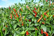 Bài thuốc chữa bệnh từ cây, quả ớt