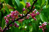 Top 5 loài hoa gần gũi, đem lại nhiều lợi ích cho sức khỏe