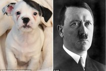 Phát sốt với chú chó y hệt trùm Phát xít Hitler