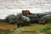 Ngắm mãnh thú trong “vương quốc hoang dã” Maasai Mara