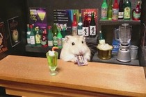 Những chú chuột nổi tiếng như cồn vì làm bartender 