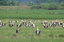 Đàn bồ nông chân xám xuất hiện bí ẩn ở Bình Thuận