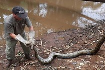 Bắt trăn "quái vật" dài 5 mét ăn trộm gà vịt