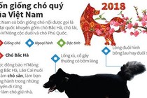 Infographic: Điều thú vị về 4 giống chó quý của Việt Nam