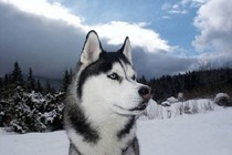 Đặc điểm thú vị của giống chó Husky ít ai hay