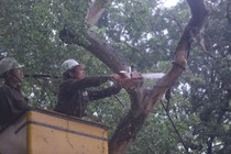 Cận cảnh chặt hạ cây sưa quý hiếm bên hồ Hoàn Kiếm