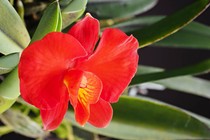 Top 30 loài hoa phong lan độc lạ nhất thế giới (2)