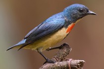 Tiết lộ thú vị về các loài chim sâu ở Việt Nam