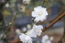 Đại gia chi cả chục triệu "săn" bạch đào thế độc đón Tết
