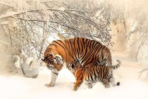 Dự đoán ngày mới 4/2/2024 cho 12 con giáp: Dần thảnh thơi, Sửu chủ động