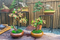 Bonsai dâu tằm dáng "siêu độc", giá tiền triệu nhiều người săn lùng