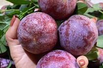 Mận đầu mùa giá cao tới 300.000 đồng/kg, khách không tiếc tiền mua