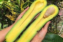 Giống bơ khổng lồ dài gần 1 mét, giá hơn 4 triệu/quả có gì đặc biệt?