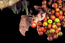 Những loài động vật "lạ" nhất Trái đất, xếp vào hàng "tiên tửu"