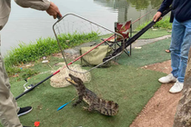 Hà Nội: Cần thủ bất ngờ bắt được cá sấu gần 1m giữa hồ câu