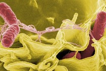 Vi khuẩn Salmonella và E.coli nguy hiểm thế nào?
