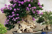 Ngắm bằng lăng bonsai siêu đẹp mắt 