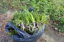 Bất ngờ 3 loại rau dại xưa cho lợn ăn nay thành "đặc sản" hút khách