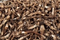 Loại nấm cực đắt đỏ, chỉ xuất hiện vào mùa mưa 