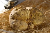 Loại nấm được ví như "kim cương" có gì đặc biệt?
