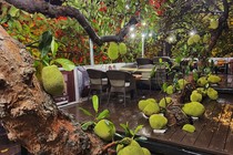 Độc lạ những cây mít quả chi chít không đếm xuể