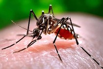 Tuần thứ 6 liên tiếp Hà Nội có số ca mắc sốt xuất huyết tăng