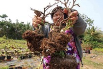 Mai vàng tiền triệu đột nhiên đỏ lá, chết rụi