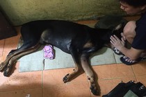 Đang hồi phục, chú chó Doberman bị đâm bỗng "chết tức tưởi"