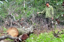 Ảnh: Hàng trăm cây gỗ rừng phòng hộ bị khoan gốc, đổ thuốc độc