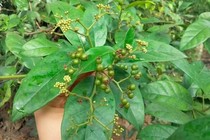BS Nguyễn Văn Thái