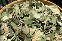 Loại lá to tròn, phơi khô hóa "thuốc quý đa năng", nước ta có quanh năm