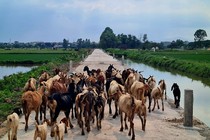 Hà Nội: Dự án công trình giao thông nội đồng dài 2,1km ở Thanh Trì giờ ra sao?