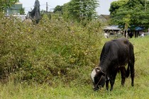 Quảng Ngãi: Cận cảnh dự án công viên tình yêu 8 năm chỉ là bãi thả bò