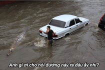 Cá sấu hỏi thăm đường