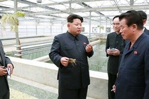 Ông Kim Jong-un tử hình giám đốc CV vì để rùa chết?