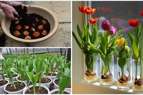 Ba cách đơn giản trồng tulip nở hoa ưng ý