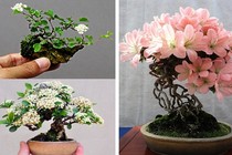 Mãn nhãn ngắm cây bonsai nở hoa rực rỡ