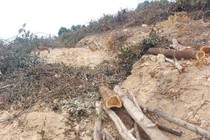Nghệ An: Cán bộ bảo vệ rừng bị “lâm tặc” đánh nhập viện